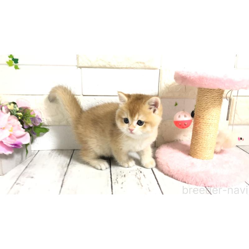 販売中の埼玉県のブリティッシュショートヘア-112670の14枚目