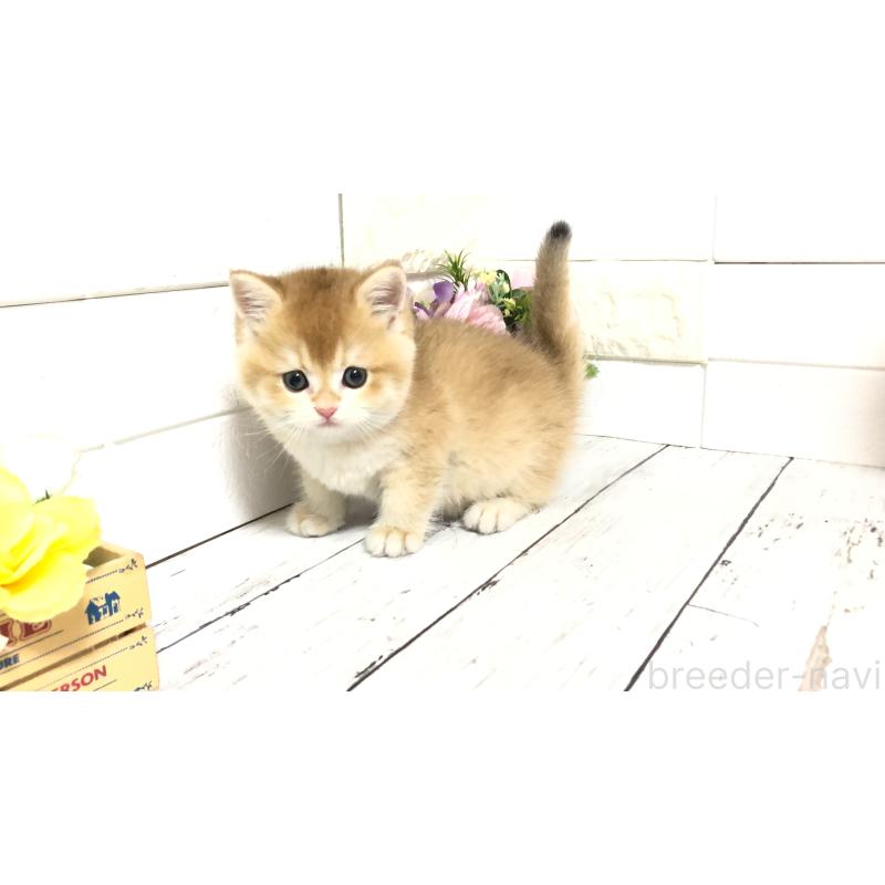販売中の埼玉県のブリティッシュショートヘア-112670の5枚目