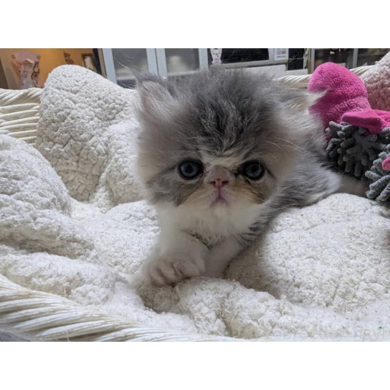 販売中の愛知県のエキゾチックロングヘア-125327の4枚目