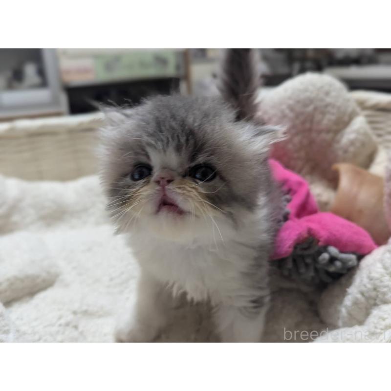 販売中の愛知県のエキゾチックロングヘア-125327の3枚目