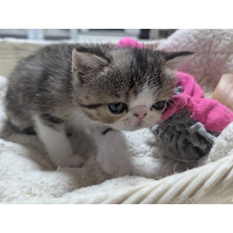 販売中の愛知県のエキゾチックショートヘア-125328の4枚目