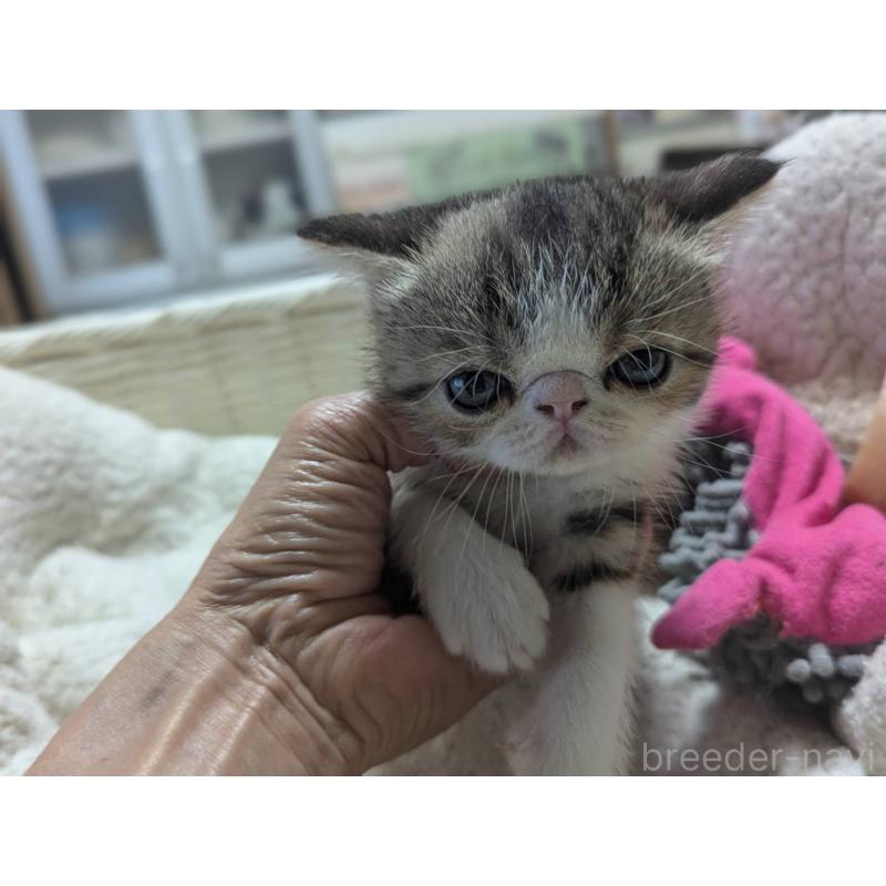 販売中の愛知県のエキゾチックショートヘア-125328の2枚目