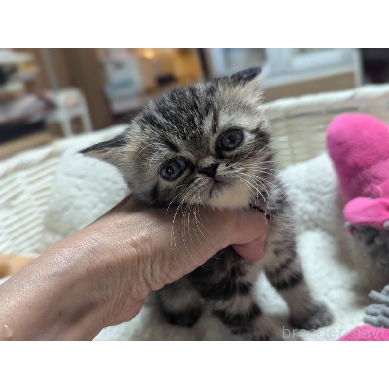 販売中の愛知県のエキゾチックショートヘア-125330の2枚目