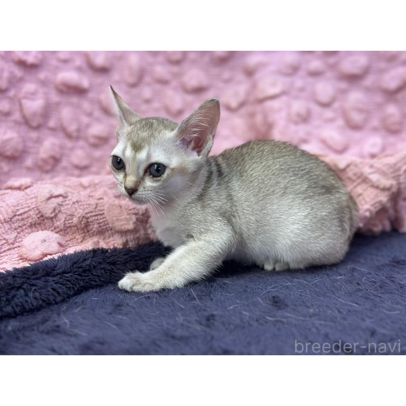 販売中の茨城県のシンガプーラ-125334の6枚目