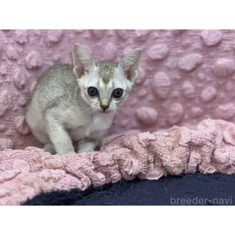 販売中の茨城県のシンガプーラ-125334の3枚目