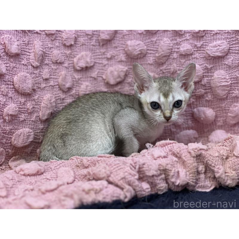 販売中の茨城県のシンガプーラ-125334の2枚目