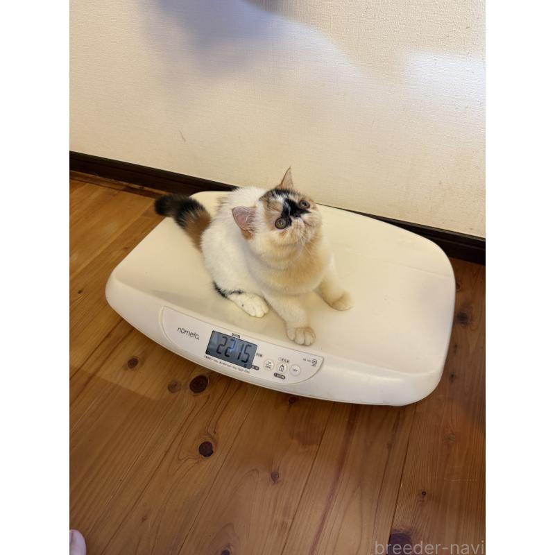 商談中の兵庫県のエキゾチックショートヘア-121403の5枚目