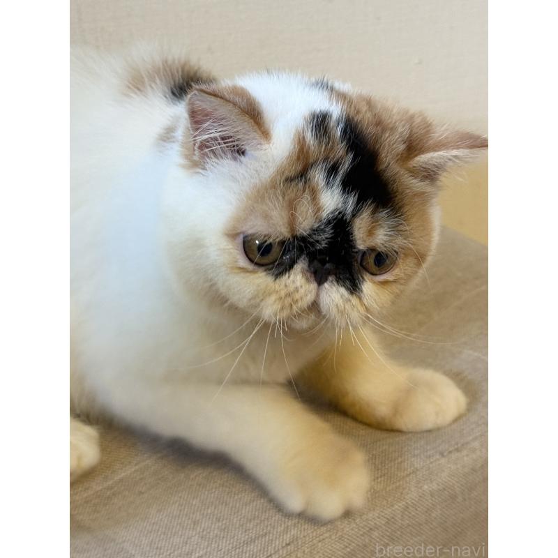 商談中の兵庫県のエキゾチックショートヘア-121403の3枚目