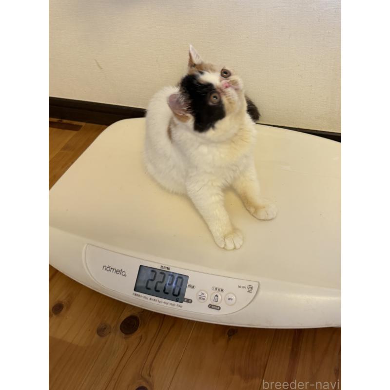 販売中の兵庫県のエキゾチックショートヘア-121536の3枚目