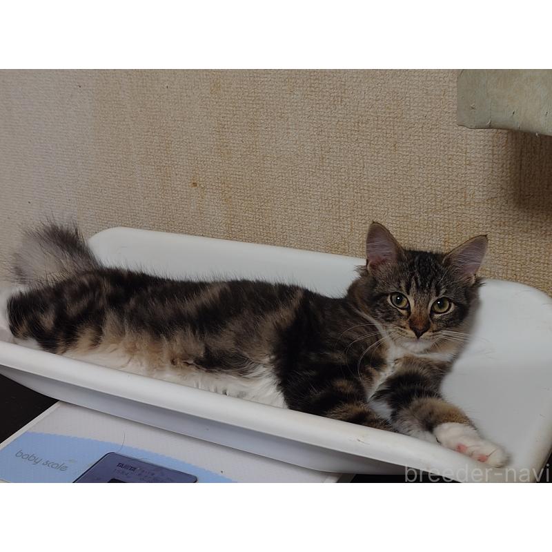 販売中の埼玉県のノルウェージャンフォレストキャット-118663の7枚目