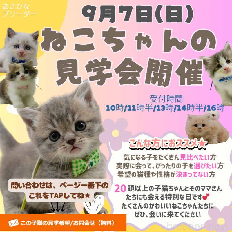 販売中の神奈川県のノルウェージャンフォレストキャット-124164の3枚目