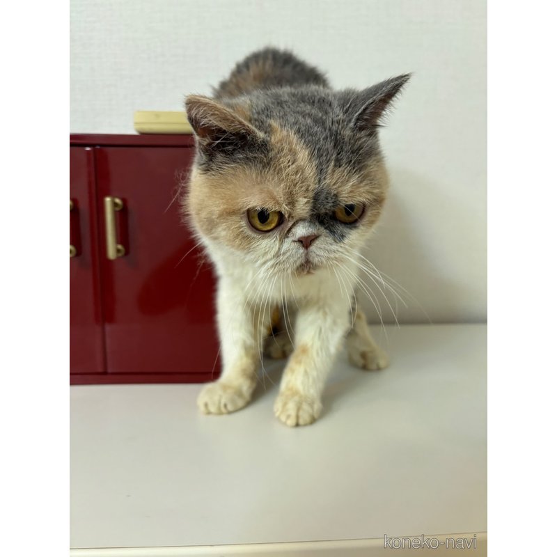 販売中の大阪府のエキゾチックショートヘア-125676の4枚目
