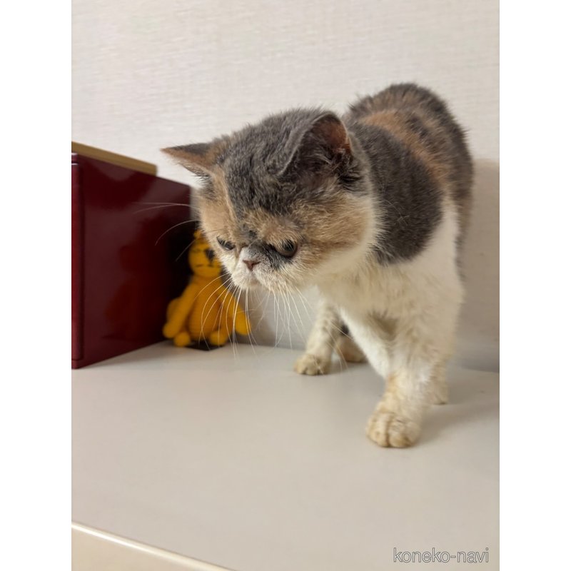 販売中の大阪府のエキゾチックショートヘア-125676の3枚目