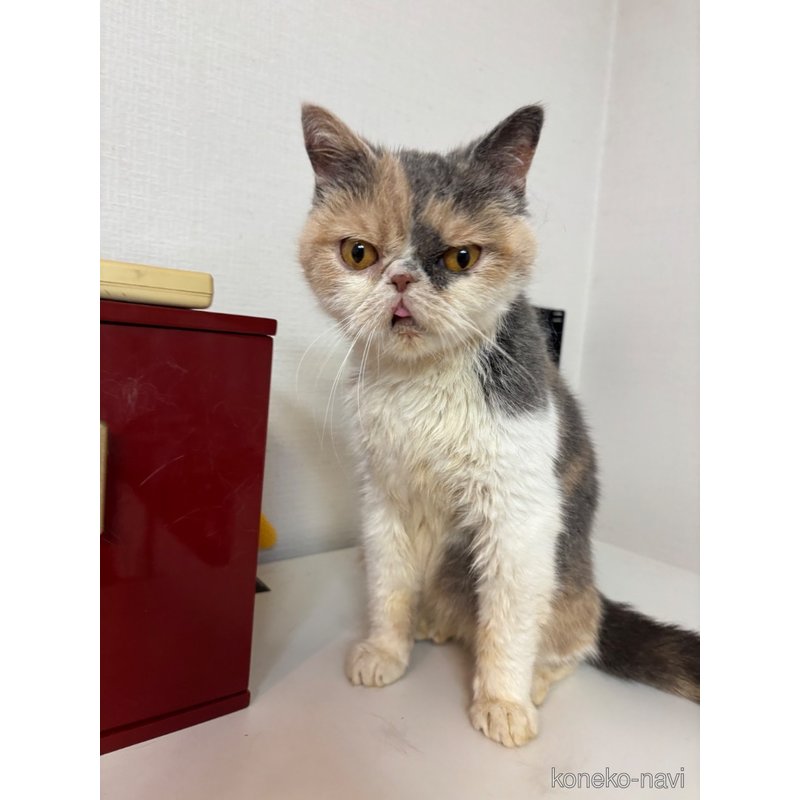 販売中の大阪府のエキゾチックショートヘア-125676の2枚目