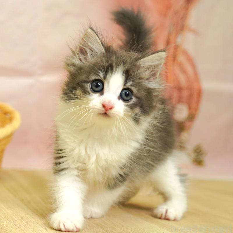 成約済の埼玉県のノルウェージャンフォレストキャット-125342の1枚目