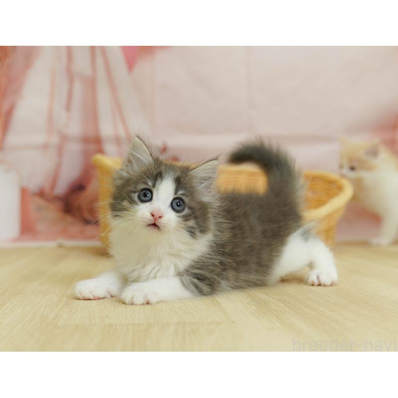 成約済の埼玉県のノルウェージャンフォレストキャット-125342の6枚目