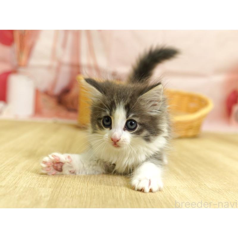 成約済の埼玉県のノルウェージャンフォレストキャット-125342の3枚目