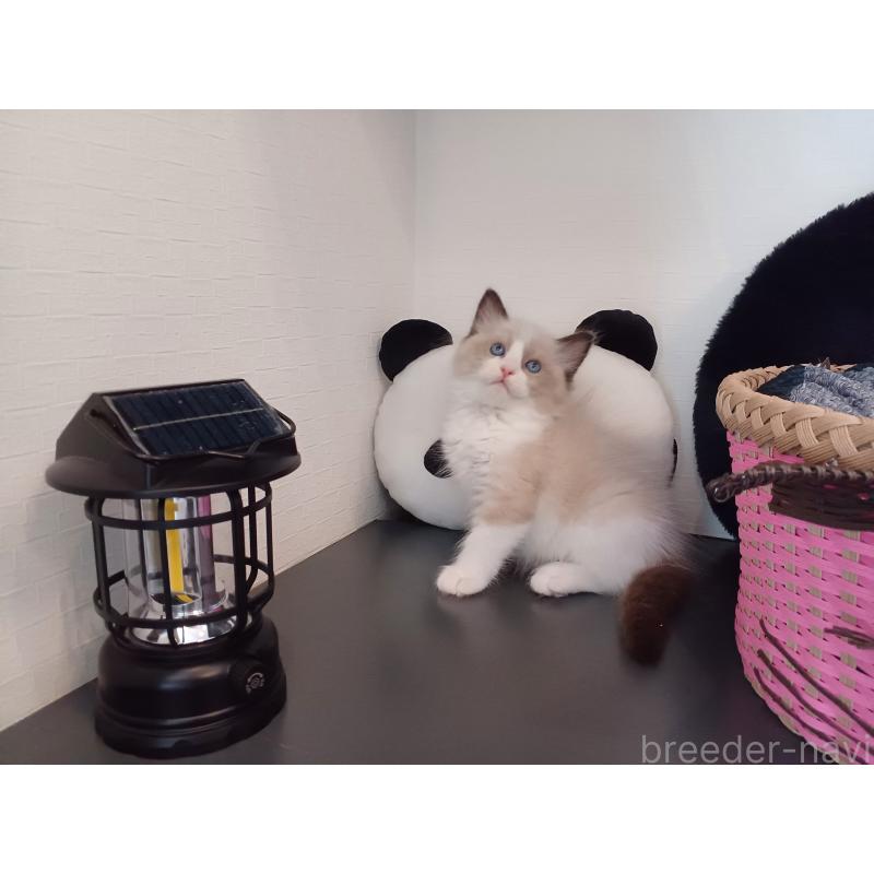 販売中の東京都のラグドール-125344の5枚目