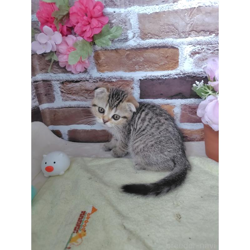 販売中の岡山県のスコティッシュフォールド-125346の5枚目