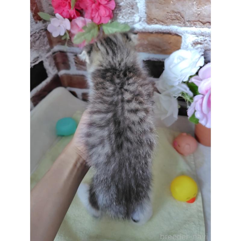 販売中の岡山県のスコティッシュフォールド-125348の3枚目