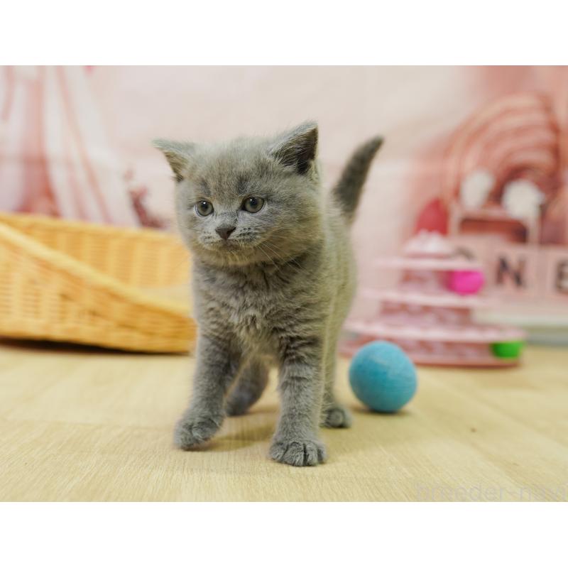販売中の千葉県のマンチカン-125360の7枚目