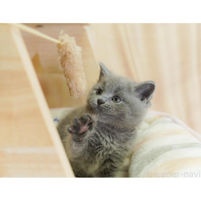 販売中の千葉県のマンチカン-125360の2枚目