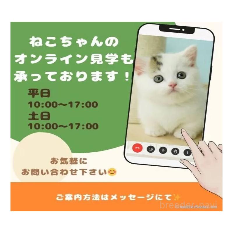 販売中の千葉県のミヌエット-125362の17枚目