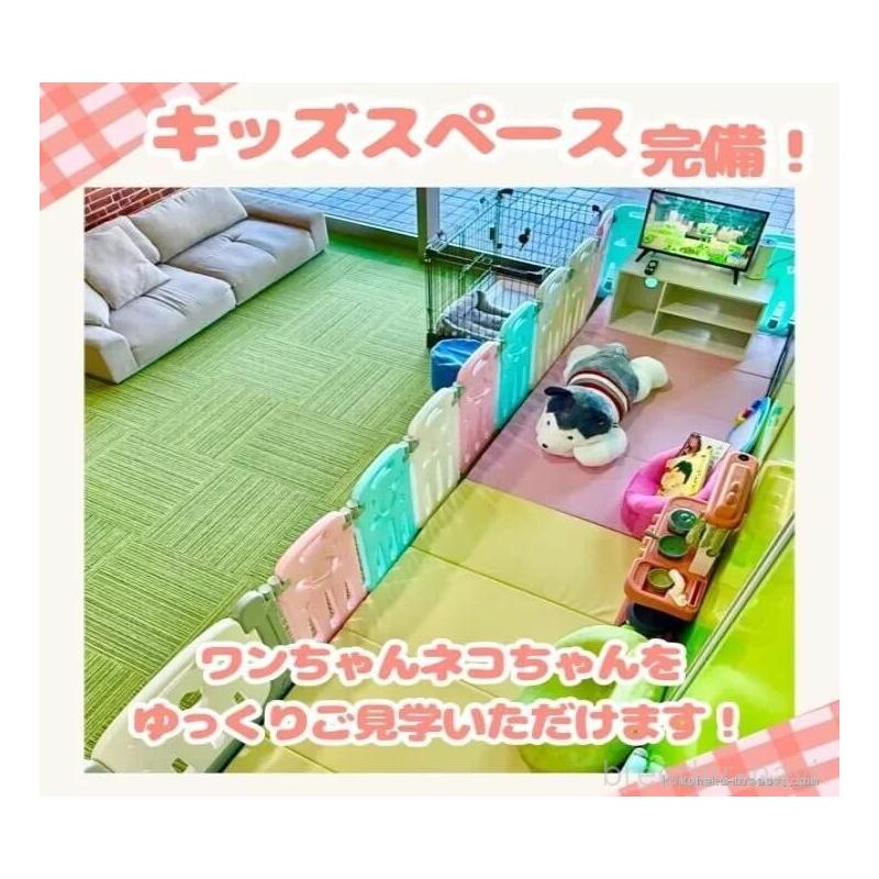 販売中の千葉県のミヌエット-125362の14枚目