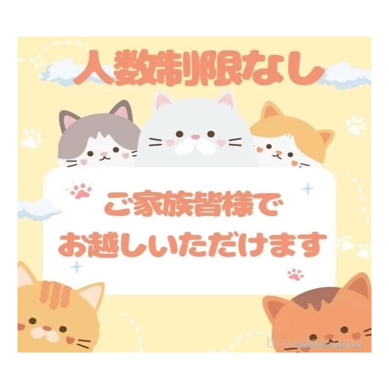 販売中の千葉県のミヌエット-125362の13枚目