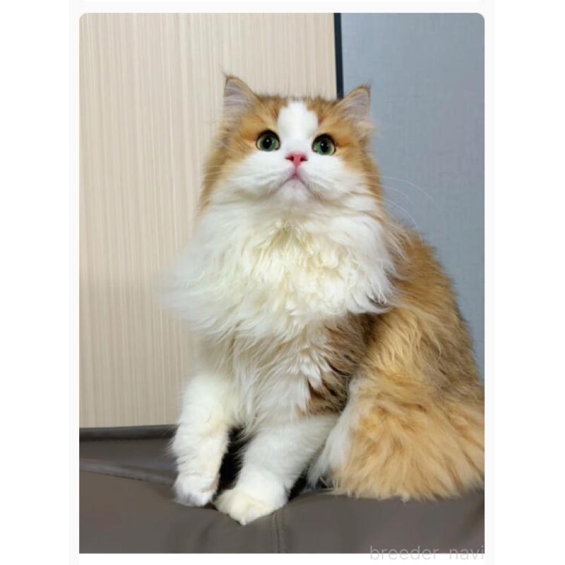 プリンくん1枚目