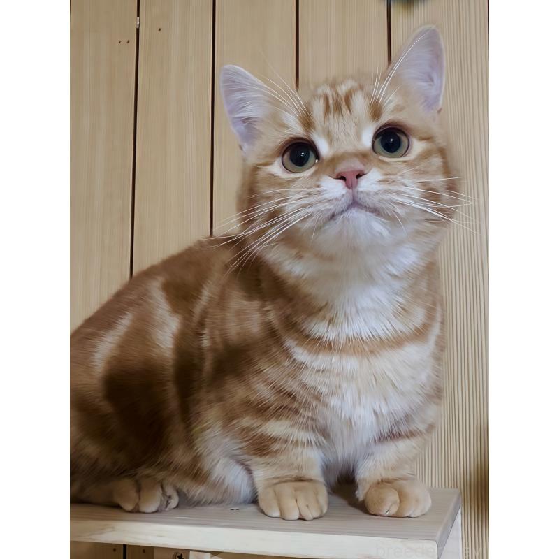 蜜柑ちゃん1枚目