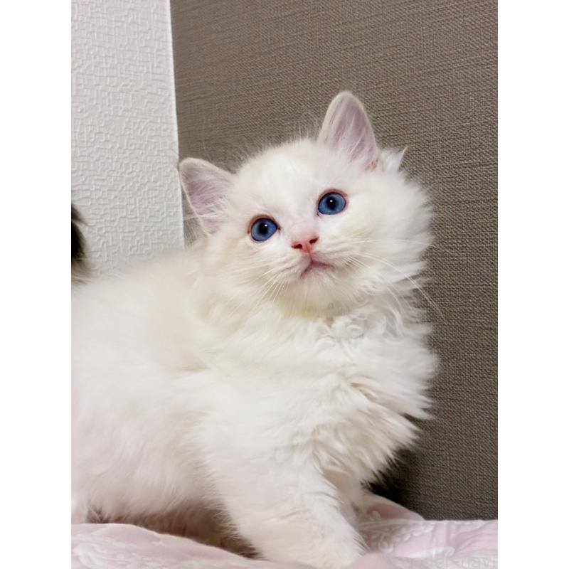 販売中の千葉県のラグドール-122588の5枚目