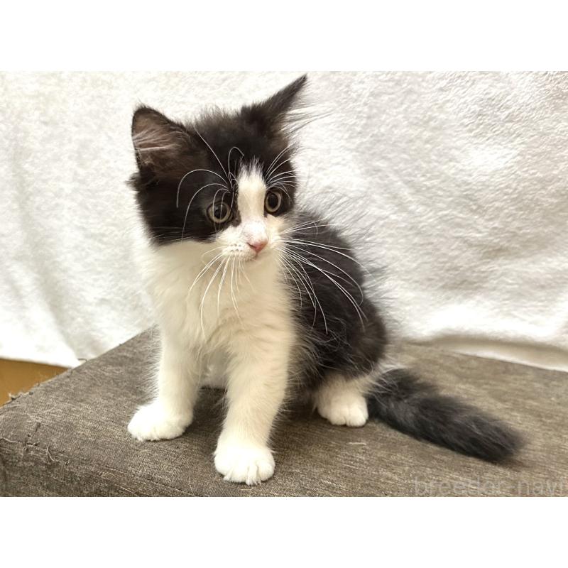 成約済の千葉県のラガマフィン-121413の10枚目