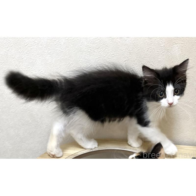 成約済の千葉県のラガマフィン-121413の9枚目