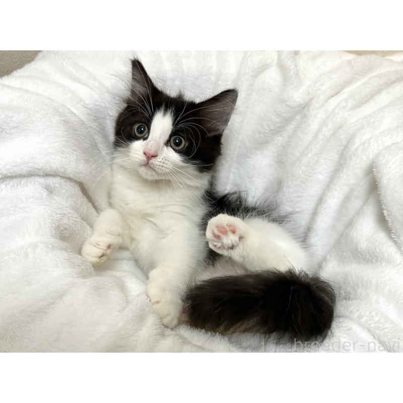 成約済の千葉県のラガマフィン-121413の8枚目