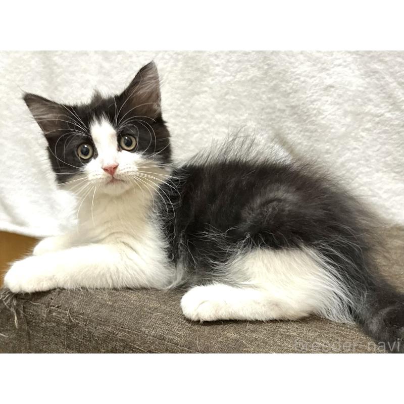 成約済の千葉県のラガマフィン-121413の7枚目