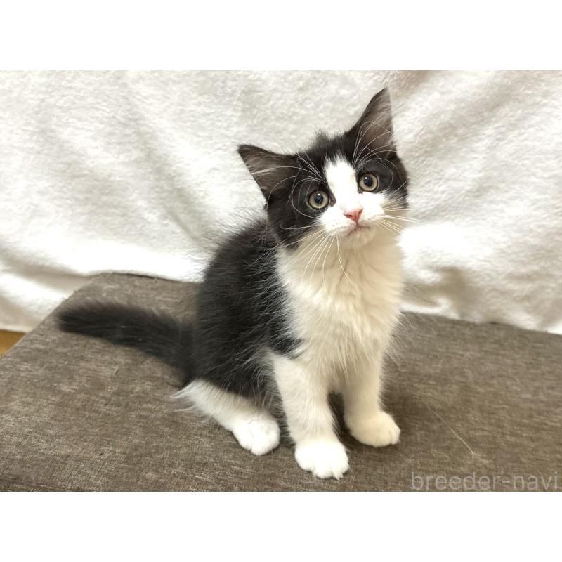 成約済の千葉県のラガマフィン-121413の6枚目