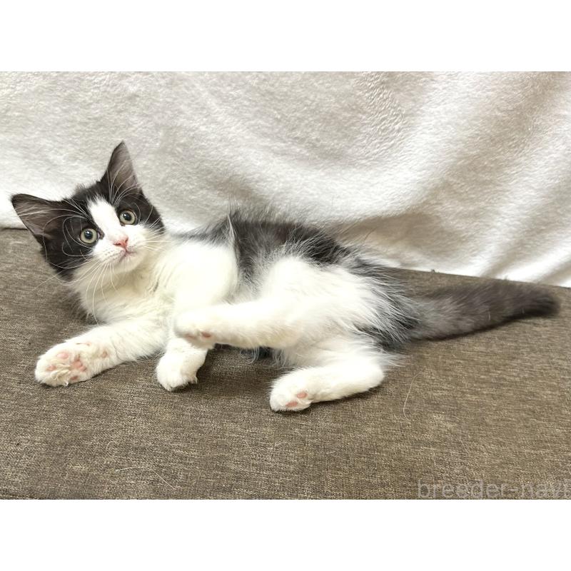 成約済の千葉県のラガマフィン-121413の5枚目