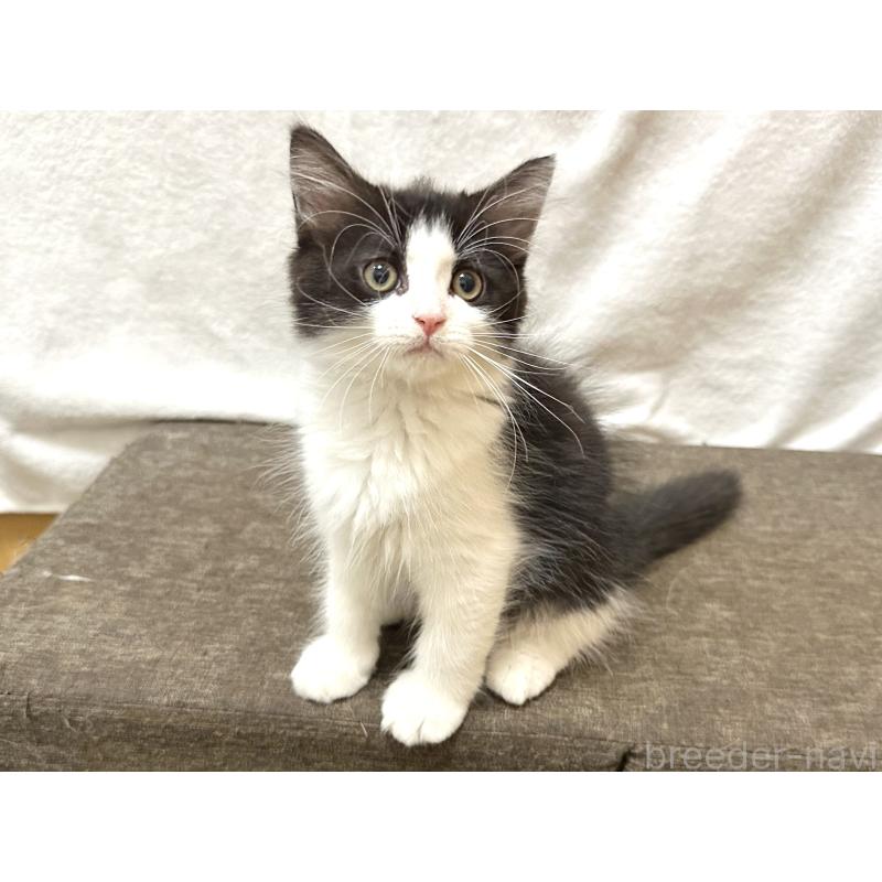 成約済の千葉県のラガマフィン-121413の4枚目