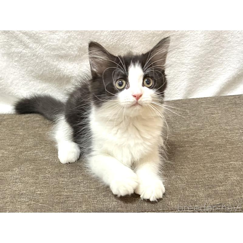 成約済の千葉県のラガマフィン-121413の3枚目