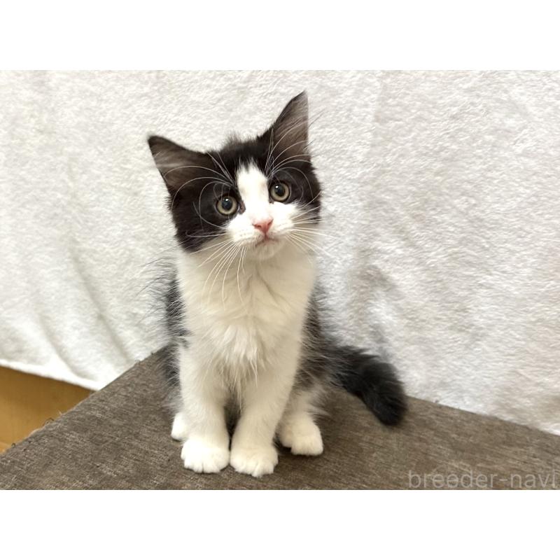 成約済の千葉県のラガマフィン-121413の2枚目