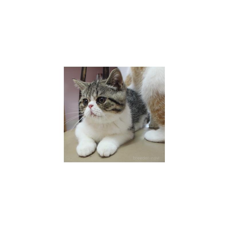 商談中の静岡県のエキゾチックショートヘア-124776の3枚目