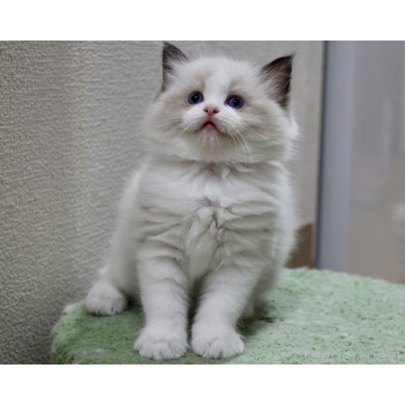 販売中の山梨県のラグドール-124577の3枚目