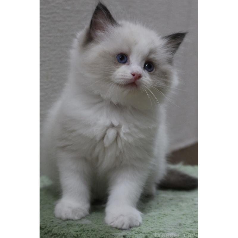 販売中の山梨県のラグドール-124577の2枚目