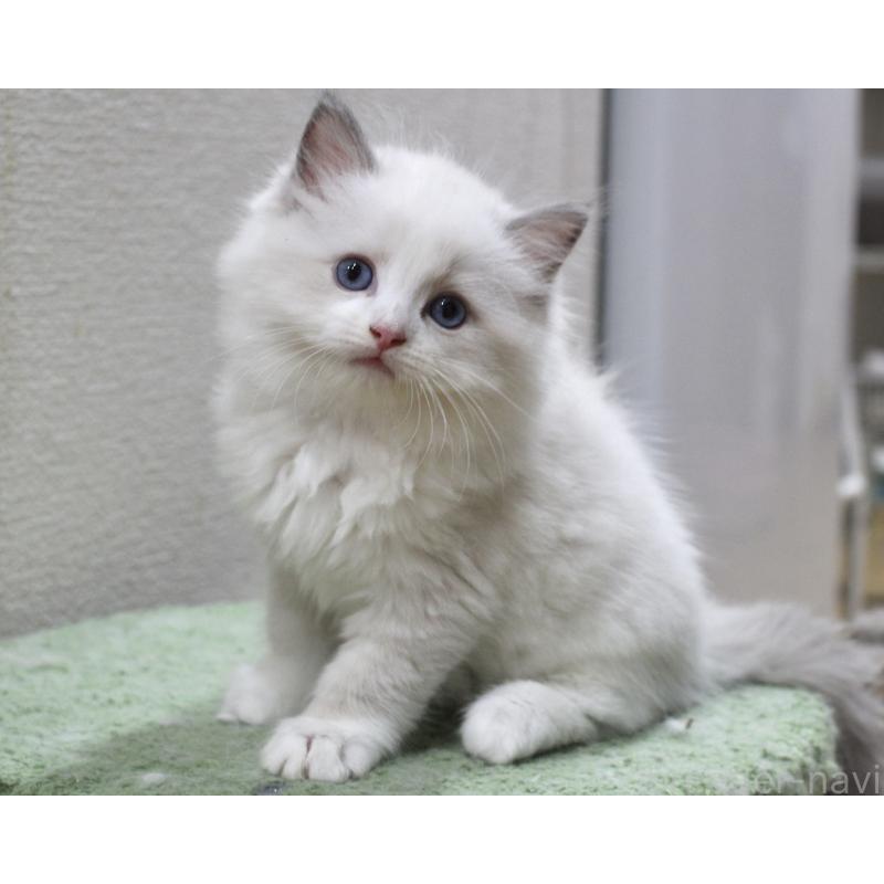 販売中の山梨県のラグドール-123973の3枚目
