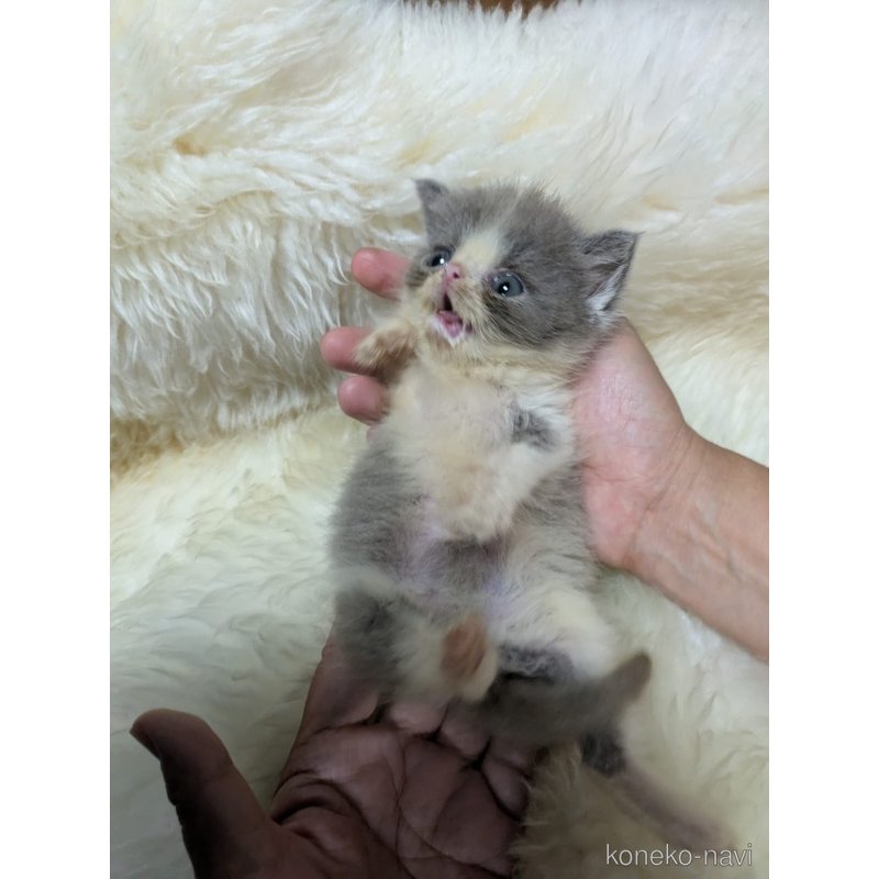販売中の大阪府のエキゾチックショートヘア-124861の3枚目
