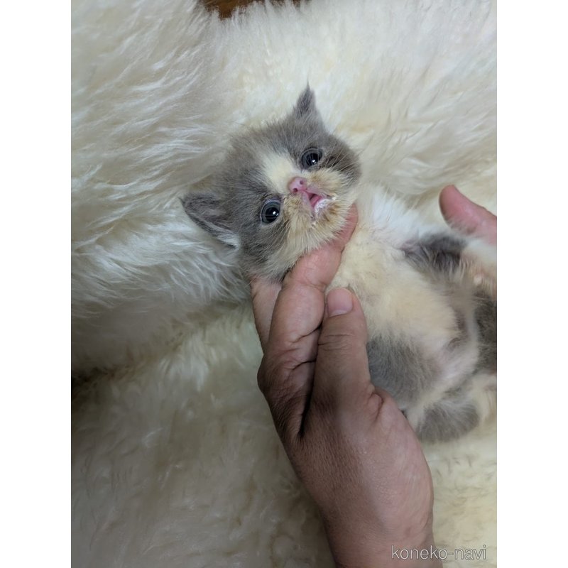 販売中の大阪府のエキゾチックショートヘア-124861の4枚目