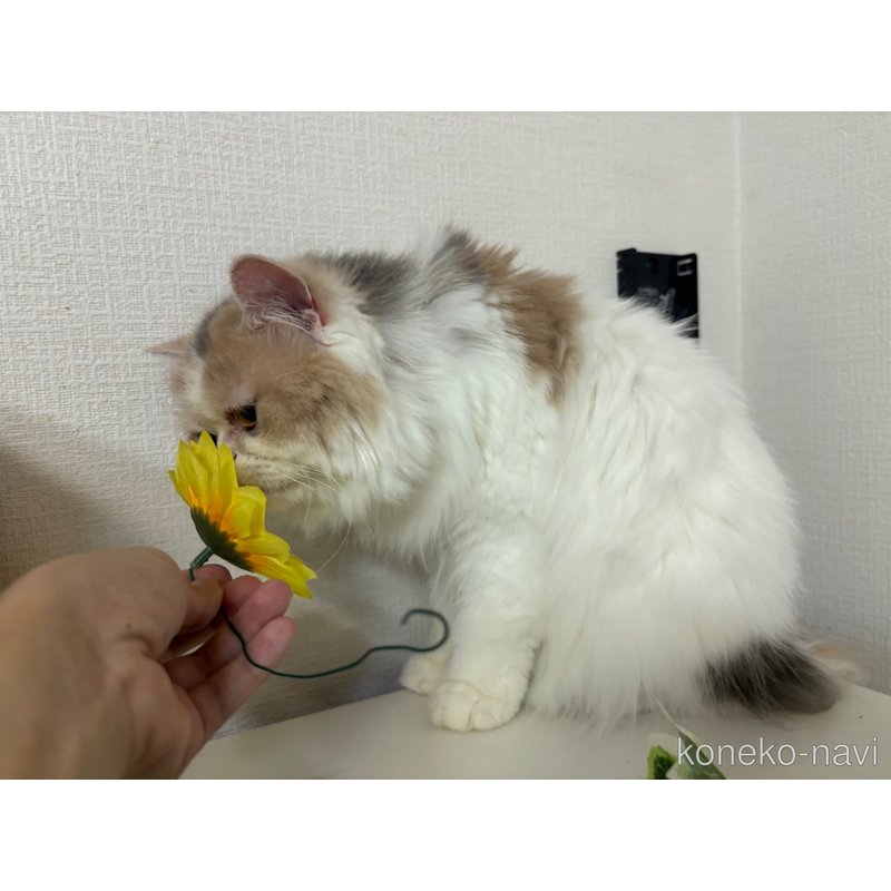 販売中の大阪府のミヌエット-90465の3枚目