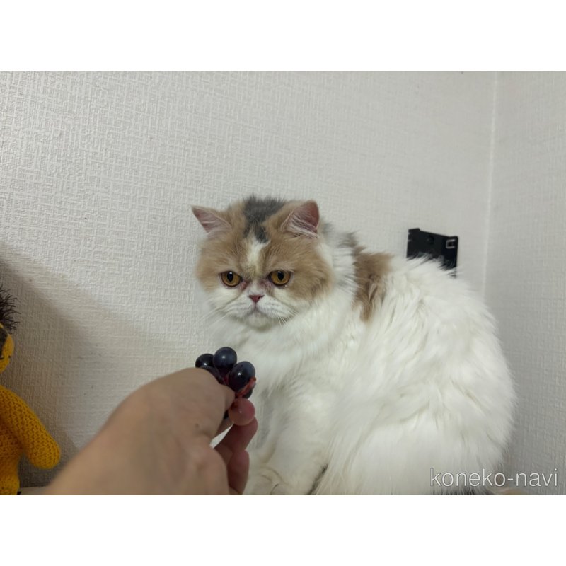 販売中の大阪府のミヌエット-90465の2枚目