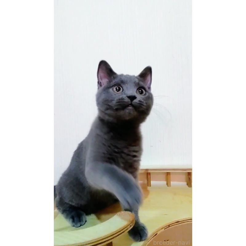販売中の静岡県のシャルトリュー-123408の4枚目